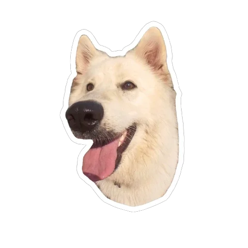 Собака Оливия