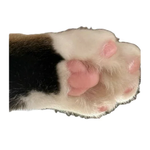 Лапа Фёдора